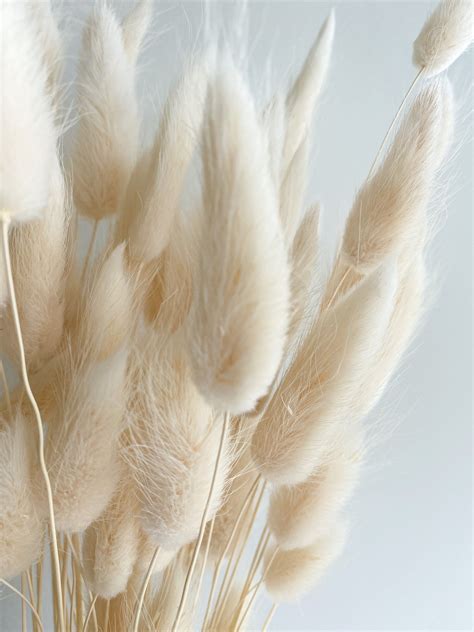 Dried ivory bunny tails bunch 25 50 100 stems lagurus ovatus hare s