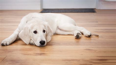 Lay Down Dog