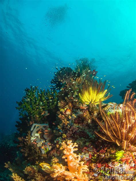 Safariboot Coralia | Tauchsafaris Raja Ampat | Scuba Native Tauchreisen
