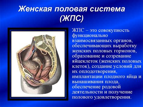 Функциональная анатомия органов женской половой системы - презентация ...