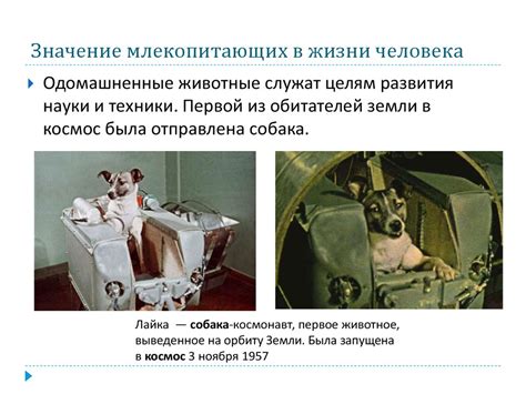 Значение млекопитающих в природе и жизни человека - презентация онлайн