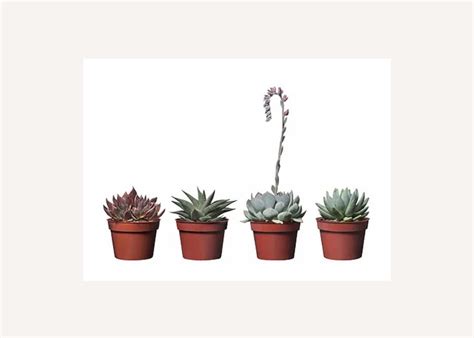 20 Best IKEA Indoor Plants | OBLIQUE NEW YORK