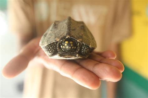 In wildlife traffickers, the internet finds a cancel target everyone