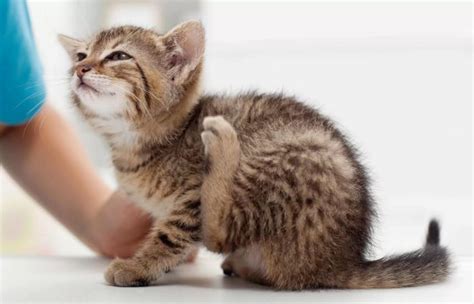 Капли для котят от блох: виды, применение, дозировка