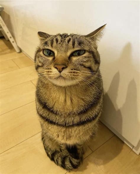 Создать мем "сер кот, кот смешно, мемный кот" - Картинки - Meme-arsenal.com