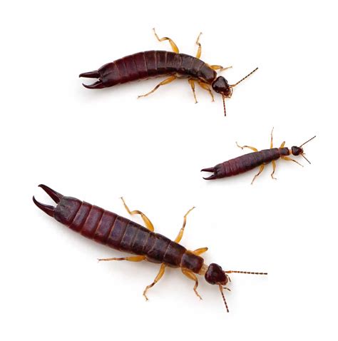Insect With Pincers