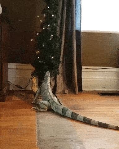 Не только коты любят елки... | Пикабу
