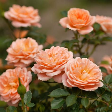 Miniatűr rózsa fajták rendelése | Florapont