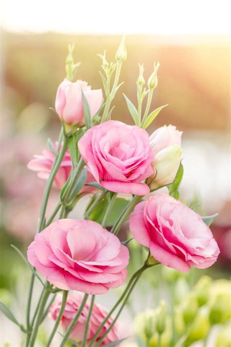 Красивый розовый цветок Lisianthus Стоковое Фото - изображение ...
