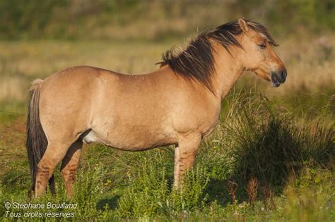henson horse alchetron   social encyclopedia