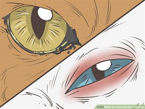how to treat cat eye infection at home