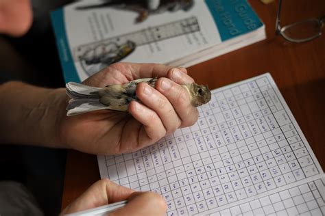 «Кольцевание птиц»