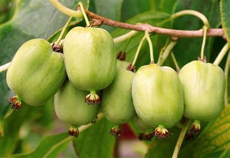 Hardy Kiwi 'Issai' - DeGroot