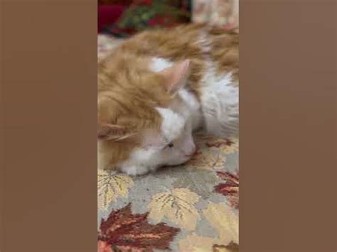 Рыжие братья🐈 - YouTube