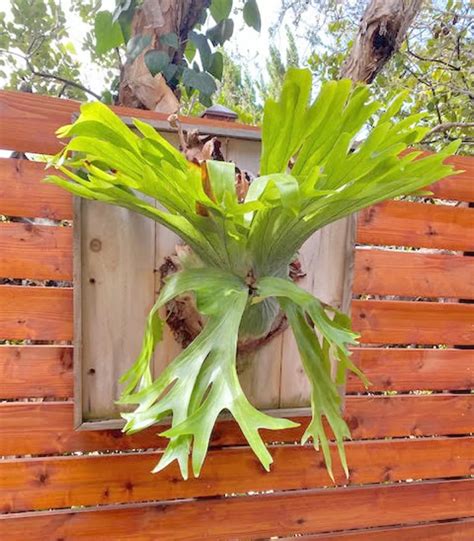 Tropical staghorn ferns take root here – Master Gardener Association of ...