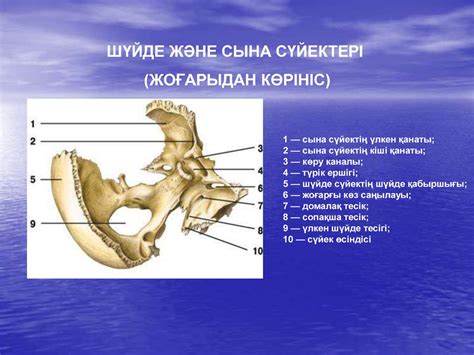 Бас қаңқасы: ми сүйектері - презентация онлайн