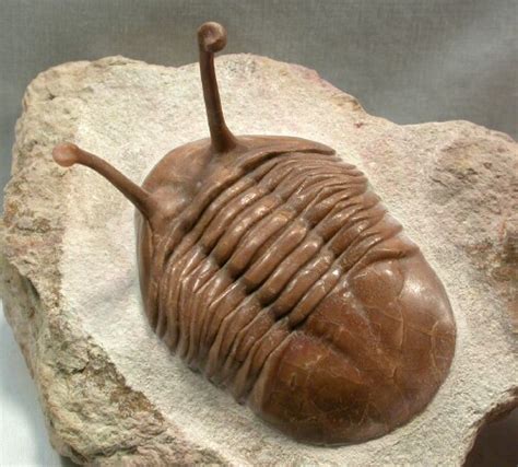 Asaphus - Alchetron, The Free Social Encyclopedia