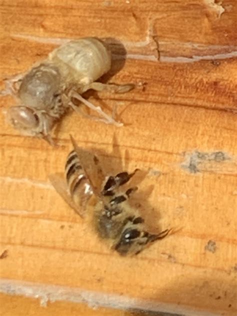 What is this white bee shell? : r/Beekeeping