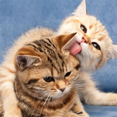 [100+] Cute Cats Pictures | Wallpapers.com