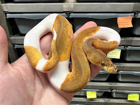 rarest ball python morphs  picturesreptile care elysian  wild