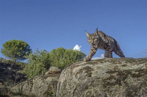 Iberian Lynx | Laurent Geslin