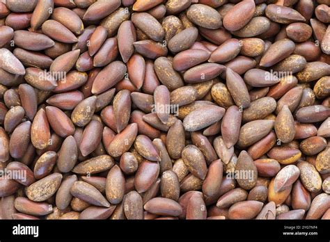 background detail  pinyon pine nuts  pinus monophylla
