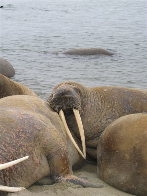 Atlantic Walrus - NAMMCO