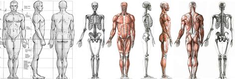 Human anatomy drawing, Body anatomy, Human anatomy