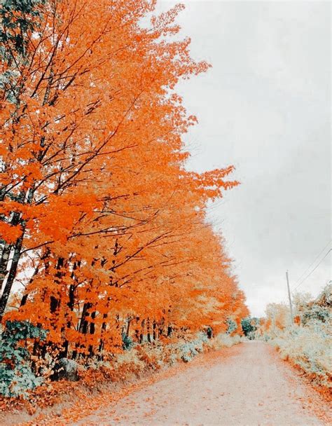 Fall Vibes: Very Cute Puppies on a Beautiful Orange Tree Lined Dirt Road