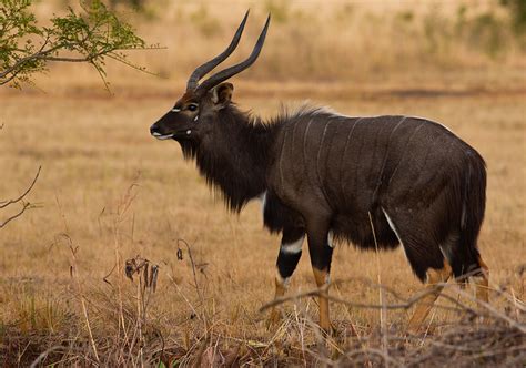 Taxonomy Bovids (Bovidae) - Observation.org