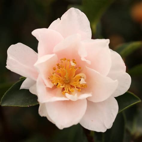 Camellia Hiemalis Wild Heart - Twin Branch Nursery