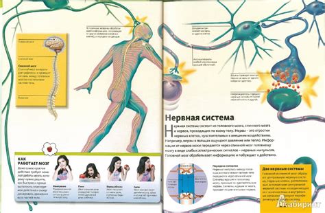 Книга: Тайны мозга - . Купить книгу, читать рецензии | Лабиринт