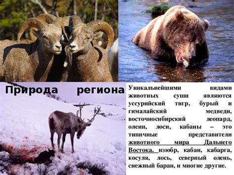 Презентация "Дальний Восток" география 9 класс