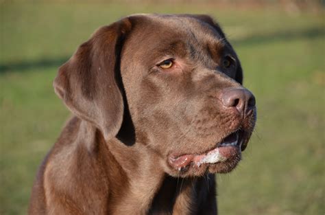 Chocolate Lab Breed at Jenny Collier blog