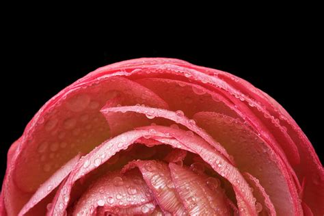 Dome of the Flower Photograph by Jipsi Immanuelle