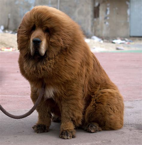 top  tibetan mastiff sized products   massive pup  buying guide furry folly
