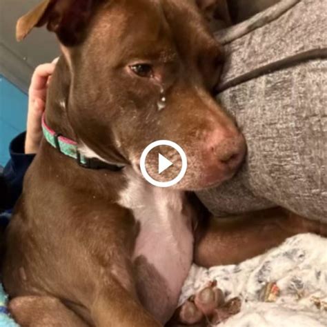 Jodi's Heart-Wrenching Journey: Abandoned After 7 Years of Love and ...