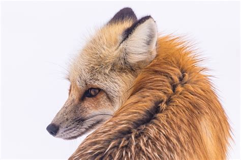 Red Fox Free Stock Photo - Public Domain Pictures