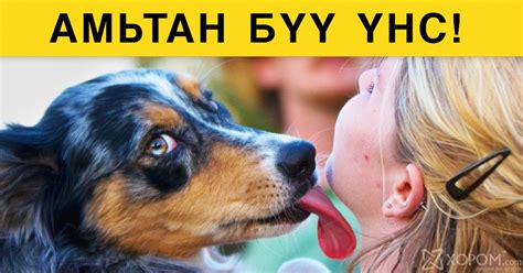 Гэрийн тэжээмэл амьтныг яагаад үнсэж болохгүй вэ?