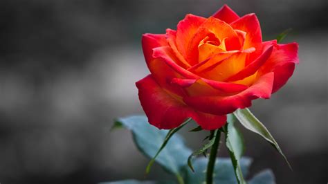 Orange Rose Wallpapers | HD Wallpapers | ID #10845
