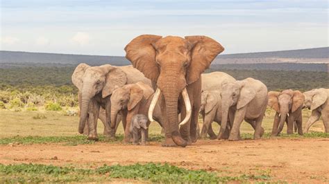 Addo Elephant National Park Safari: Best time, Fees [2024]