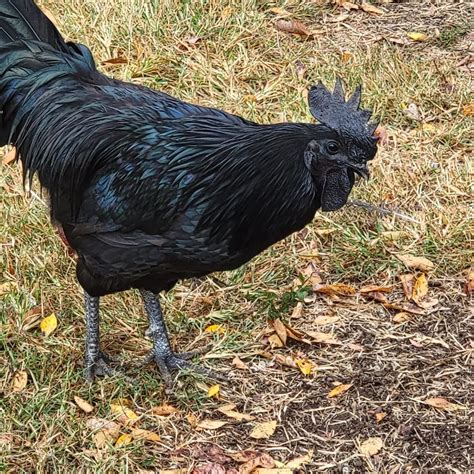 10+ Ayam Cemani Hatching Eggs – Nichols County