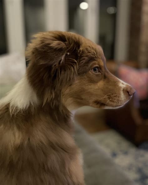 5 months old and starting to get the Aussie profile. : r/WiggleButts