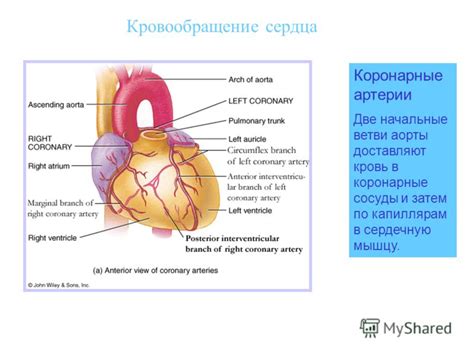 Презентация на тему: "Питание и болезни сердца. Кровообращение сердца ...