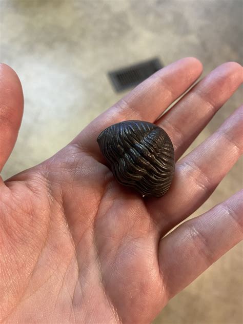 Trilobite Information - Fossil ID - The Fossil Forum