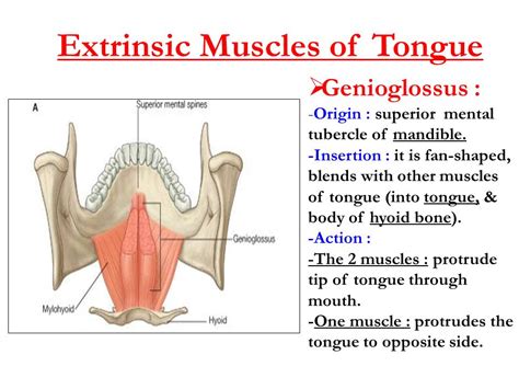 Genioglossus Wikipedia