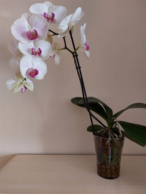 an orchid plant in a vase on a table