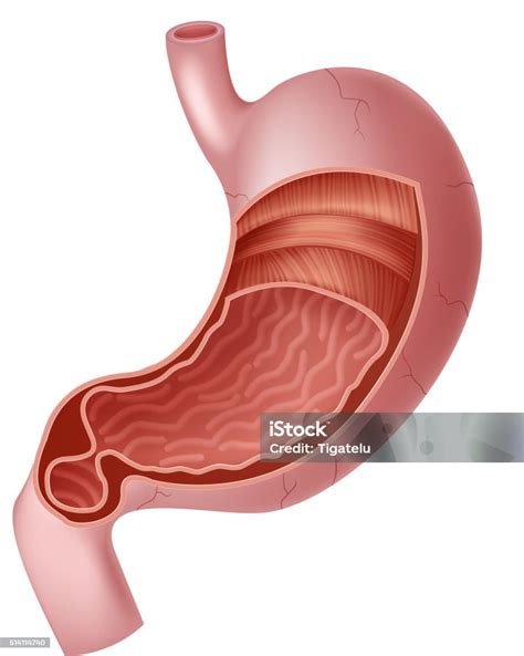 ilustrasi kartun anatomi perut internal manusia ilustrasi stok