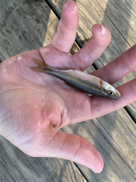 I was catching creek chubs for bait today and I live right outside DC ...
