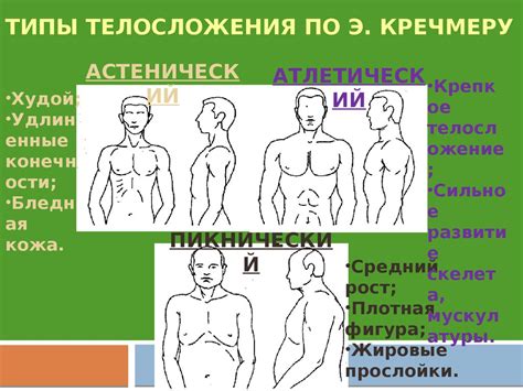 ТИПЫ ТЕЛОСЛОЖЕНИЯ ПО Э - презентация онлайн
